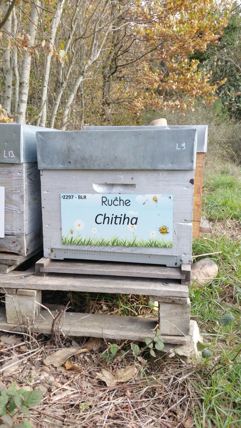 La ruche Chitiha