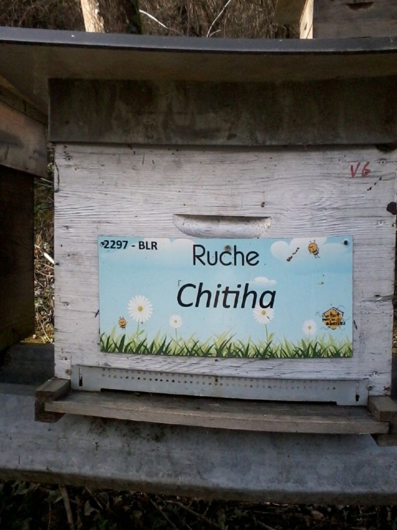 La ruche Chitiha