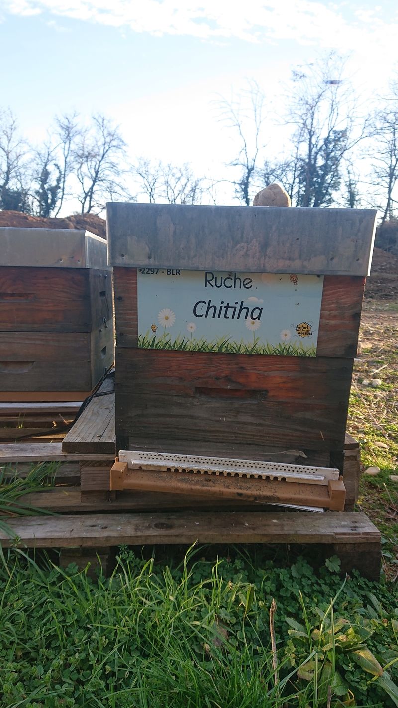 La ruche Chitiha