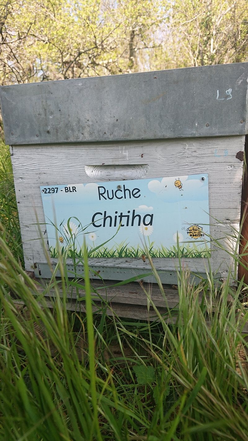 La ruche Chitiha