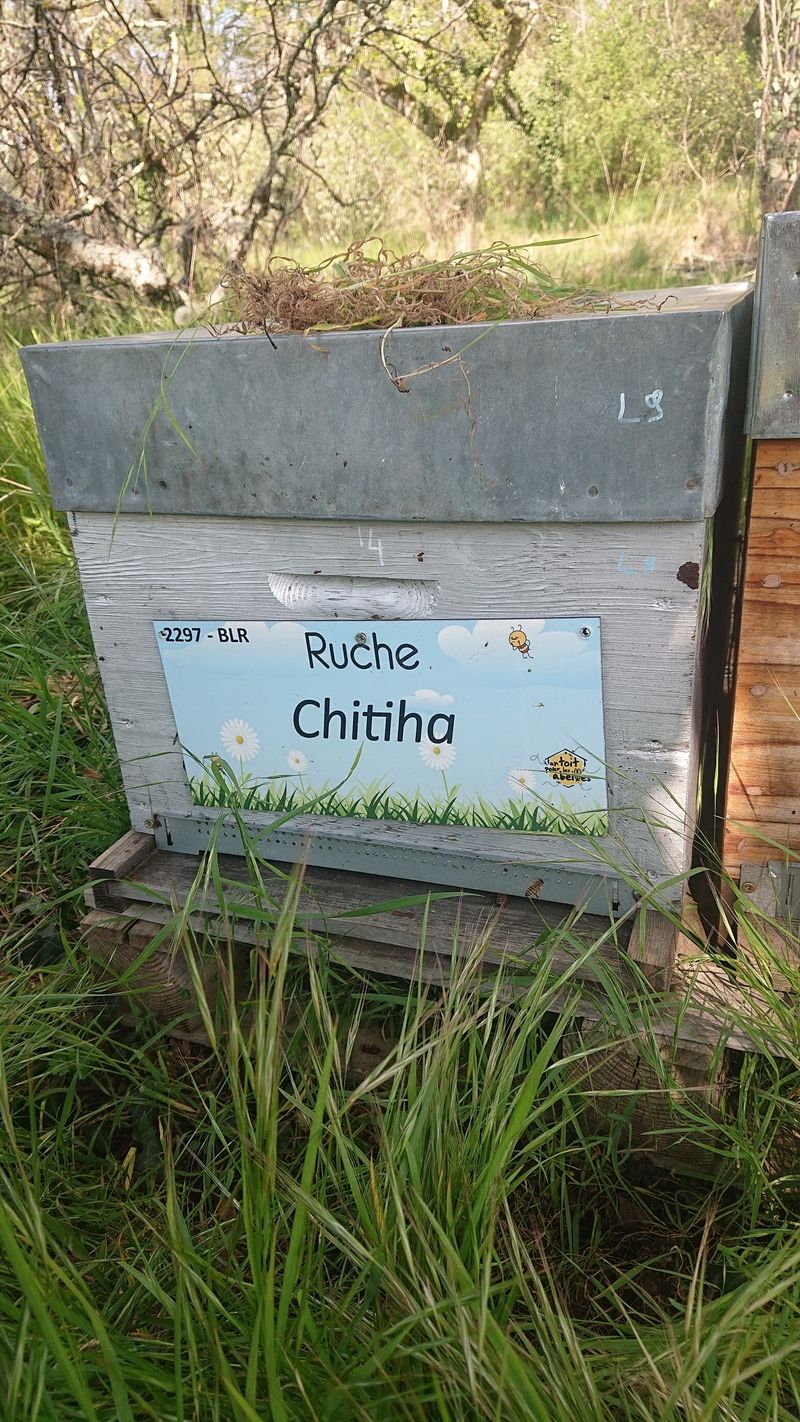 La ruche Chitiha