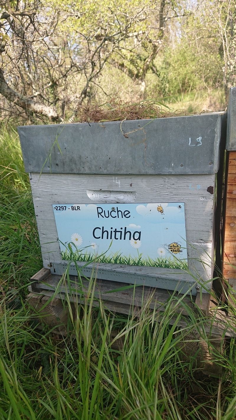 La ruche Chitiha