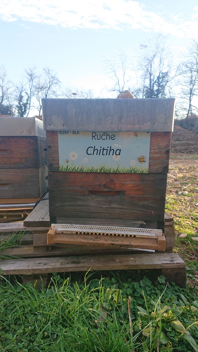La ruche Chitiha