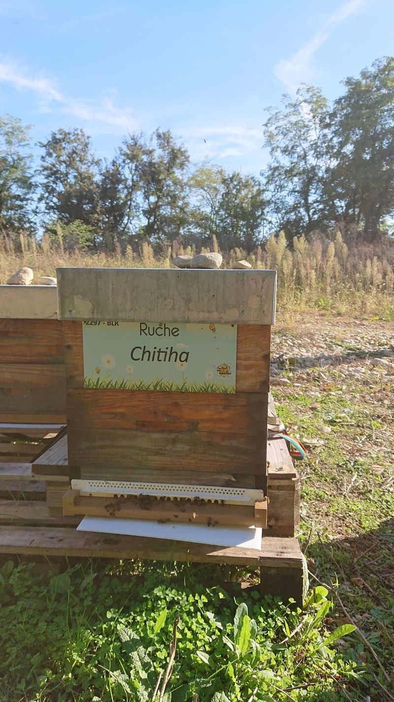 La ruche Chitiha