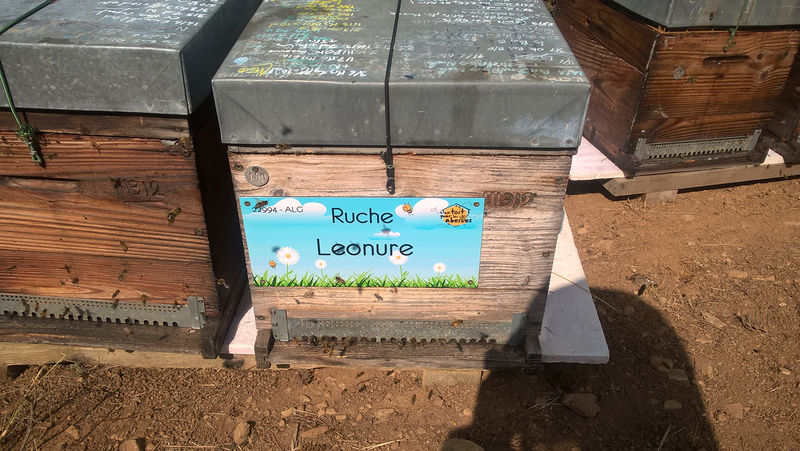 La ruche Leonure