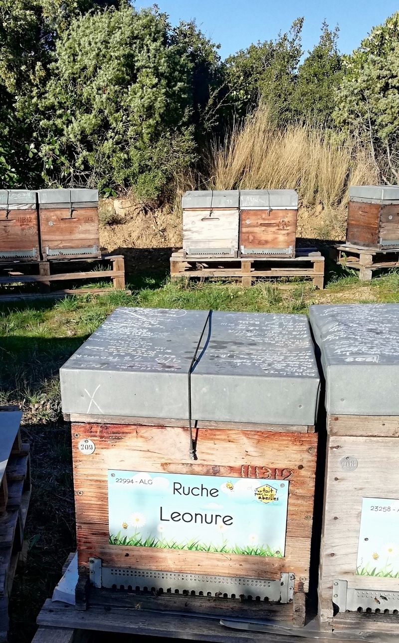 La ruche Leonure