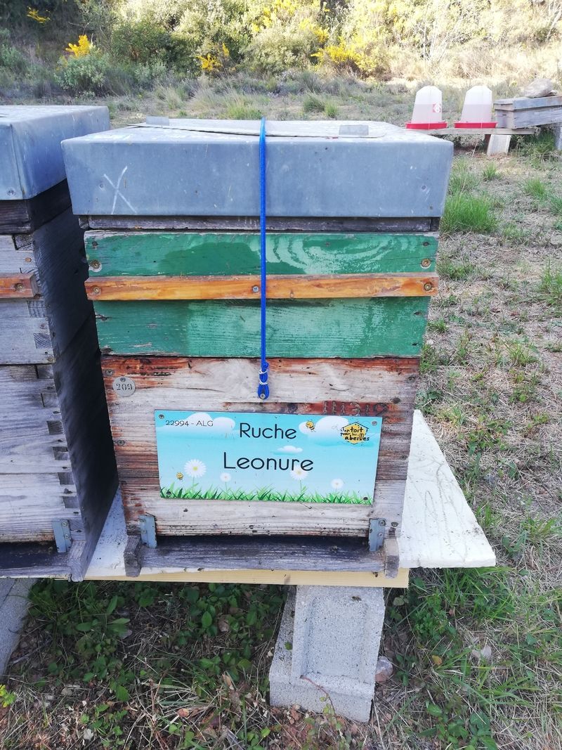 La ruche Leonure