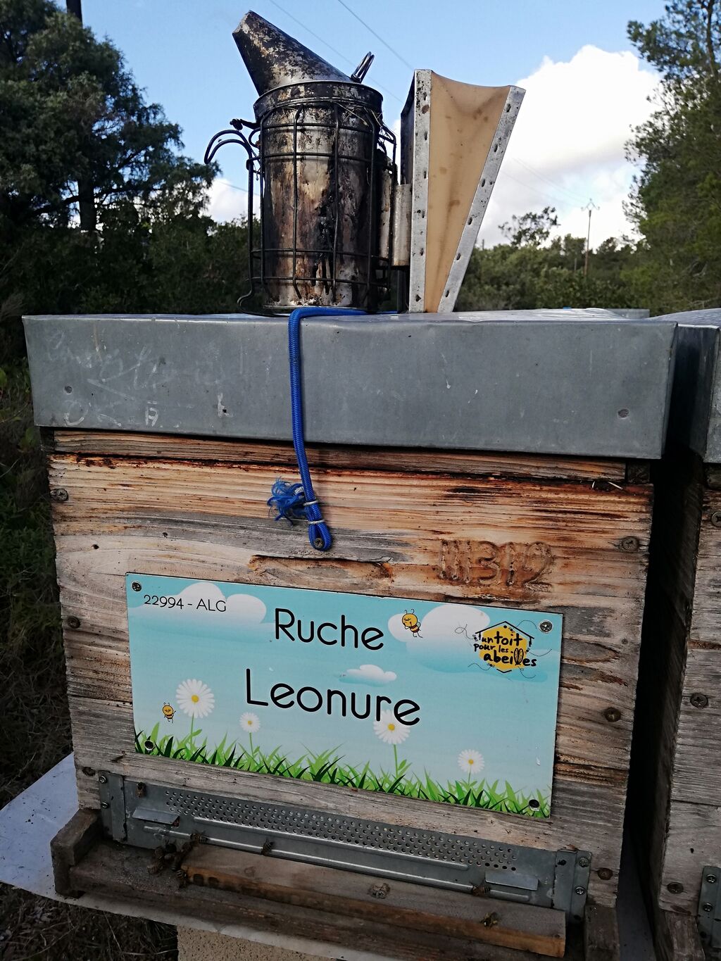 La ruche Leonure