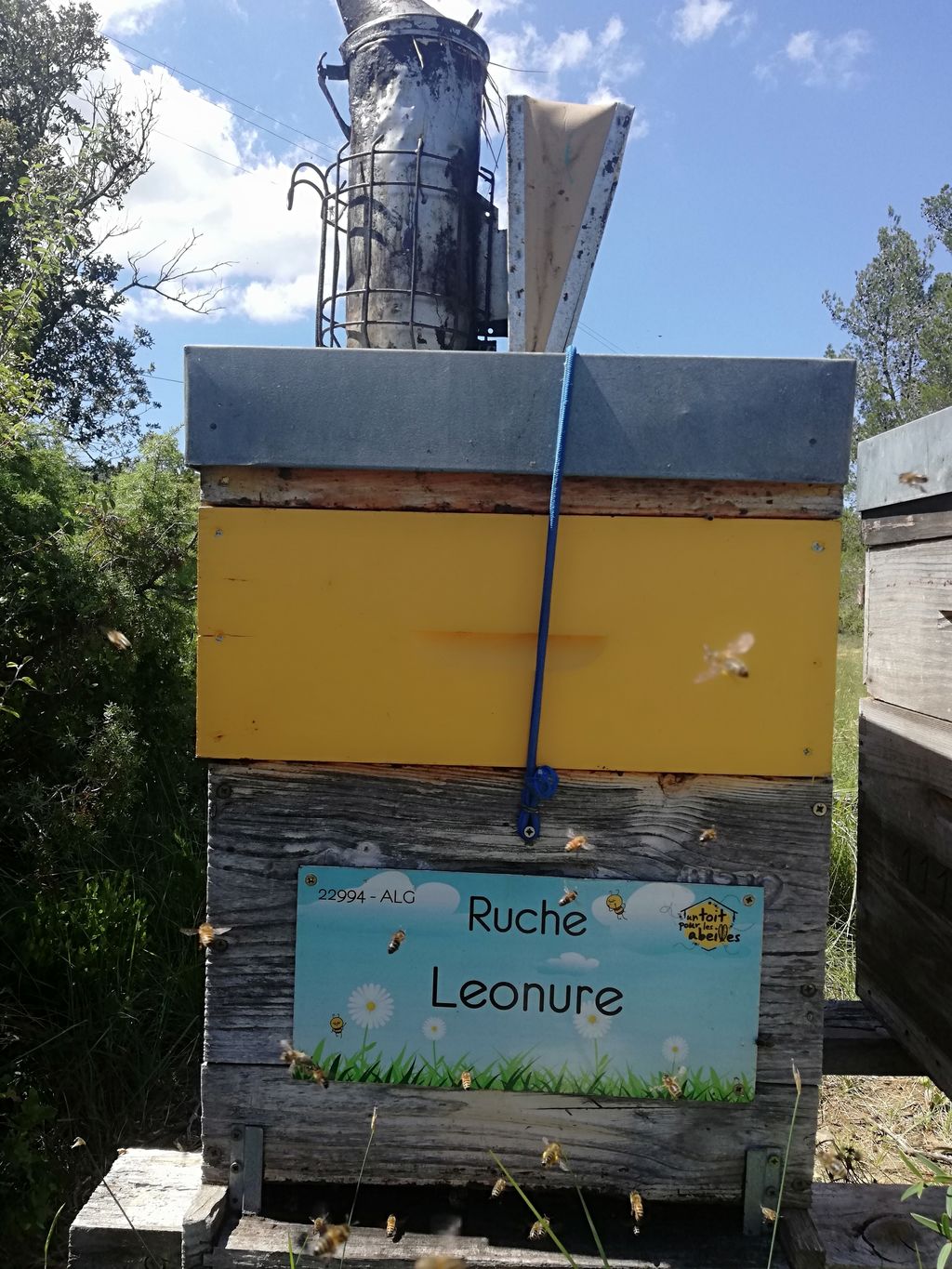 La ruche Leonure