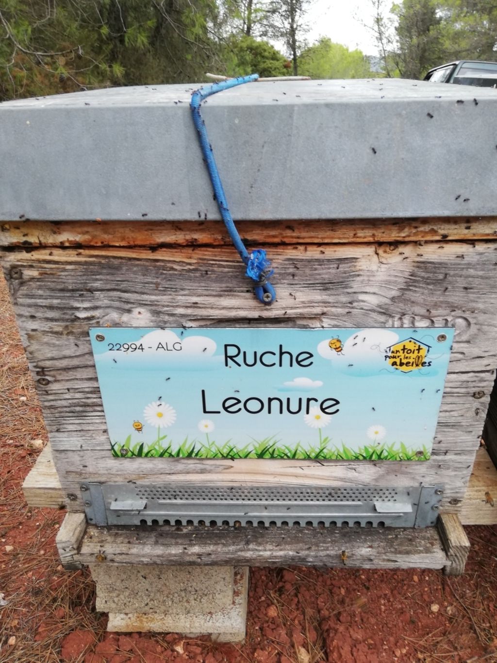 La ruche Leonure