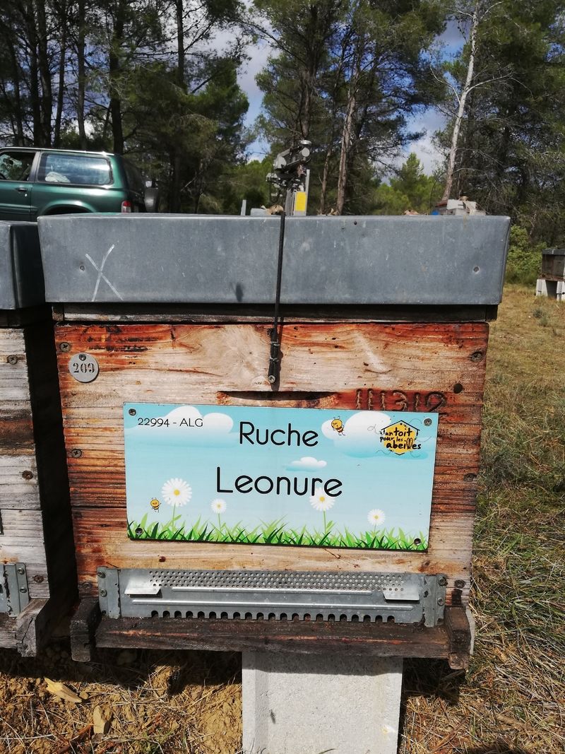 La ruche Leonure