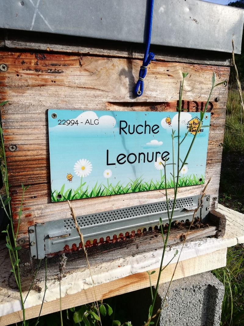 La ruche Leonure