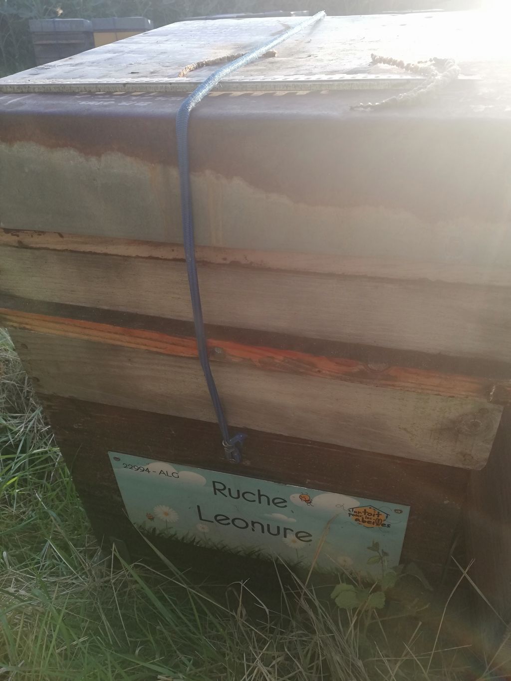 La ruche Leonure