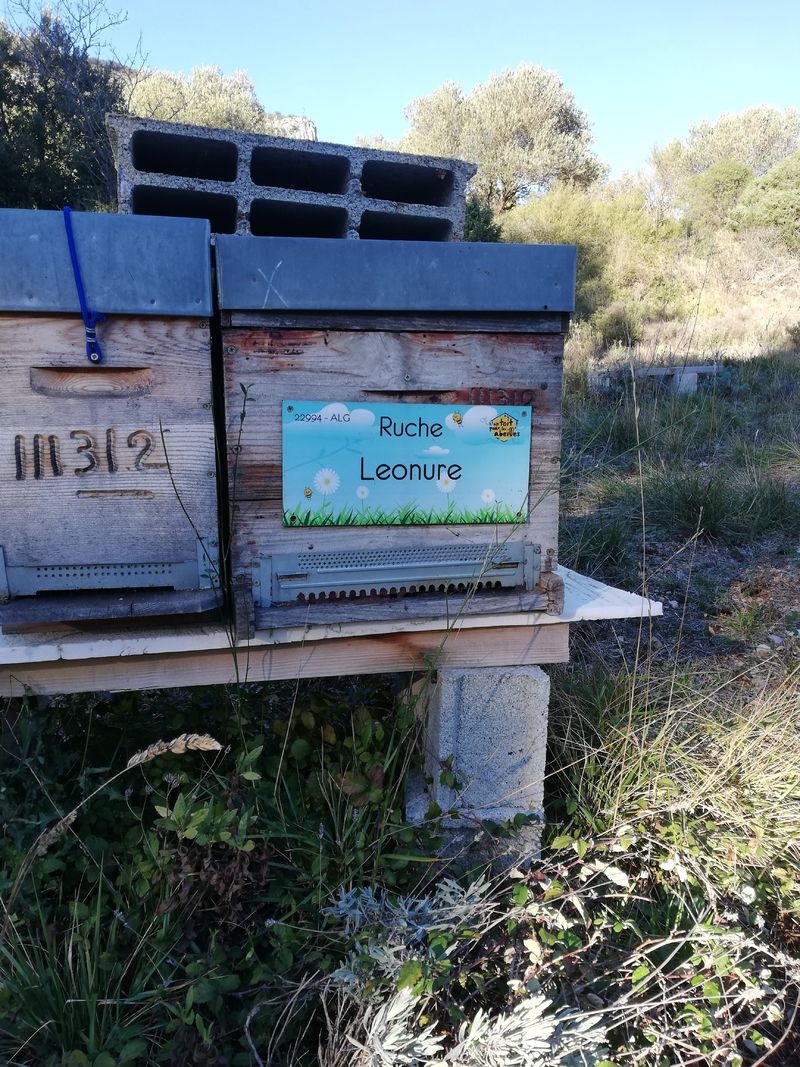 La ruche Leonure