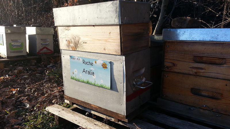 La ruche Aralia