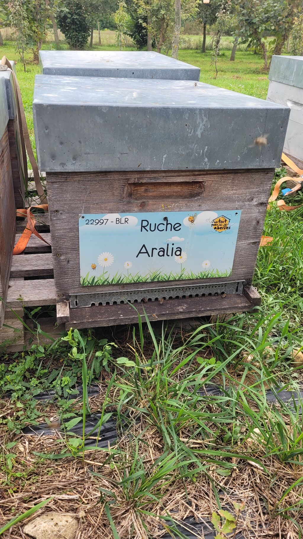 La ruche Aralia