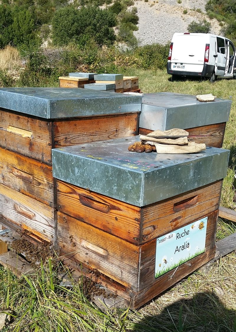 La ruche Aralia