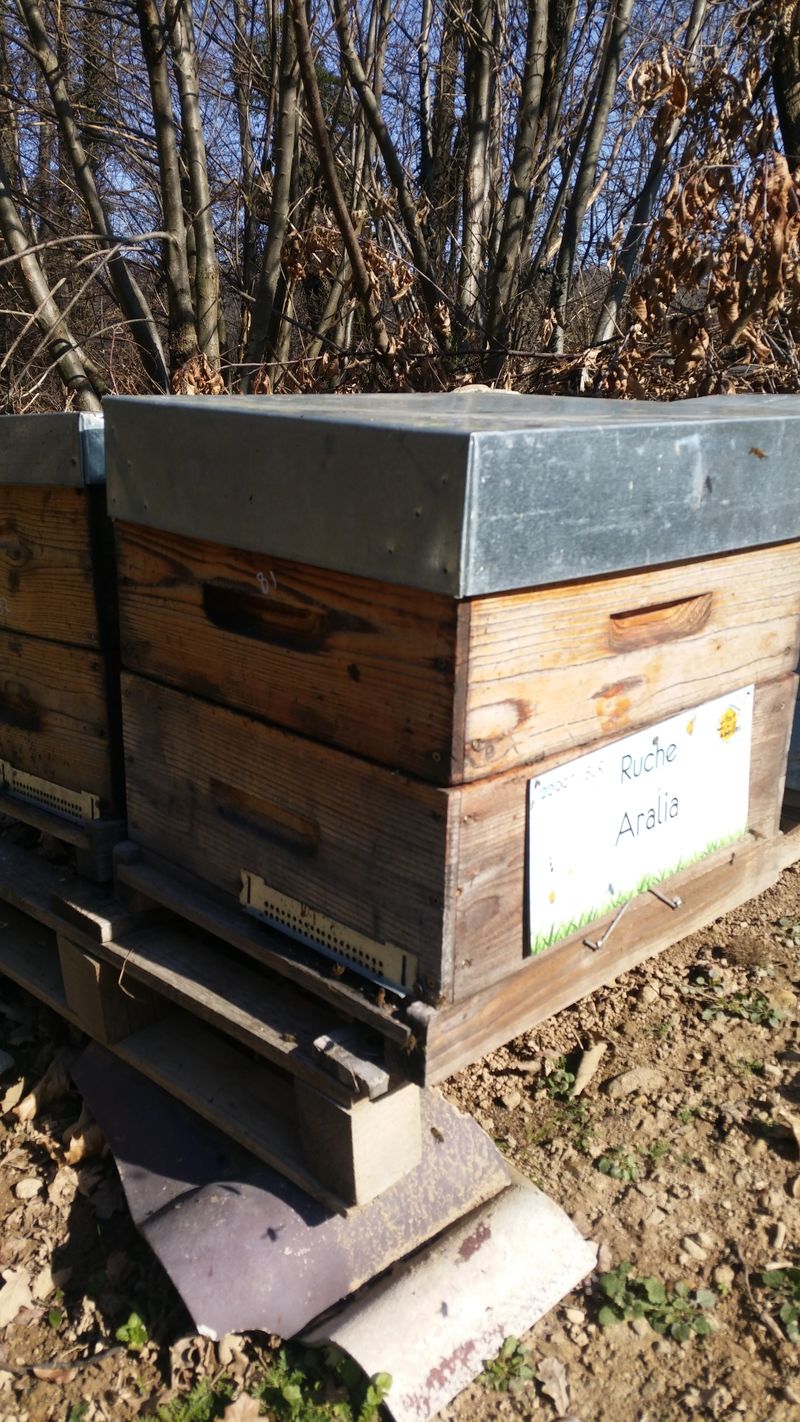 La ruche Aralia