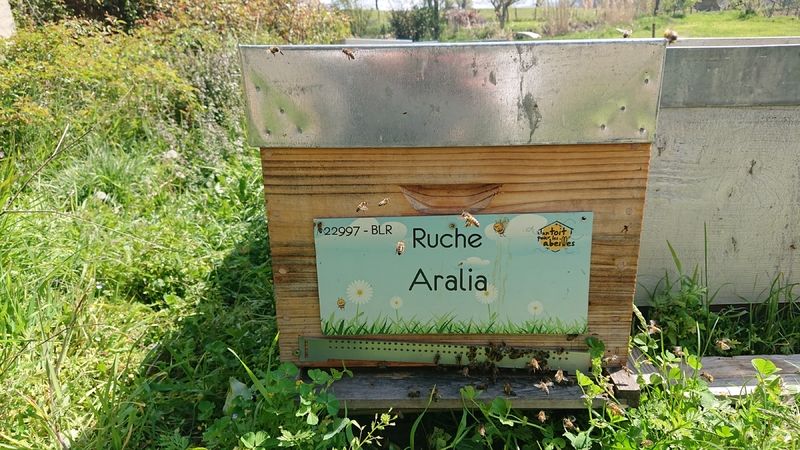 La ruche Aralia
