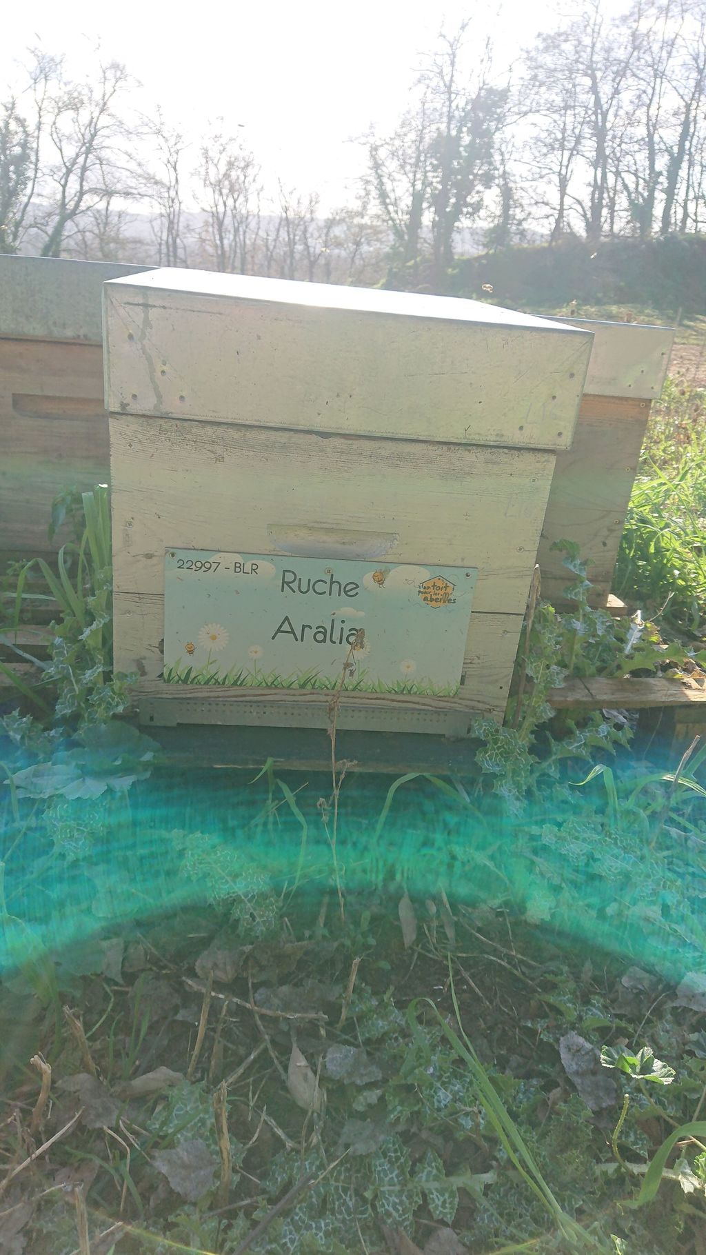 La ruche Aralia