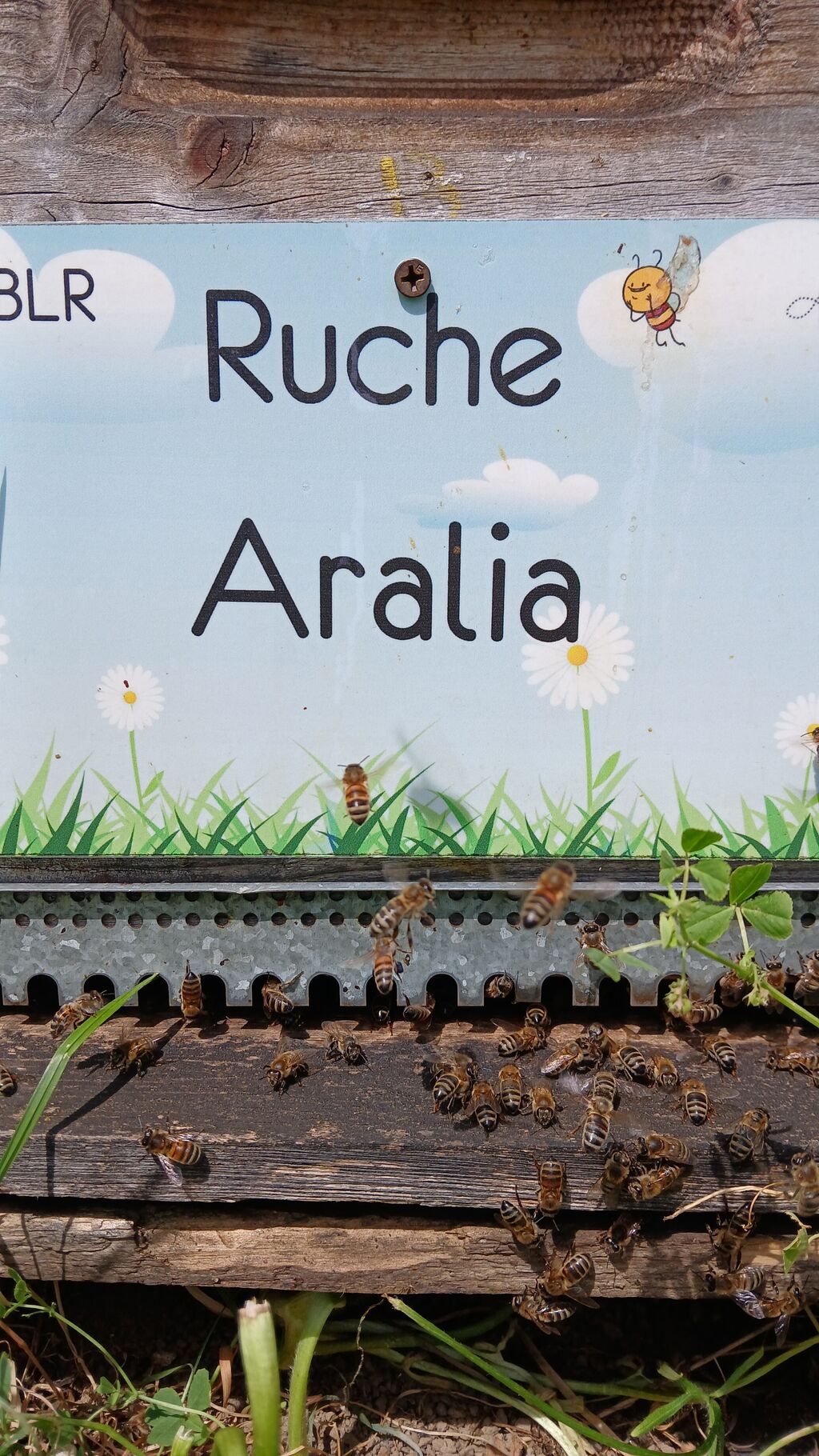 La ruche Aralia