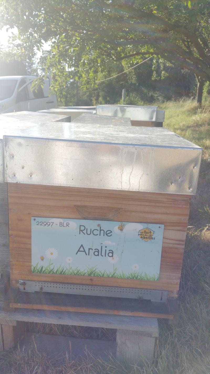 La ruche Aralia