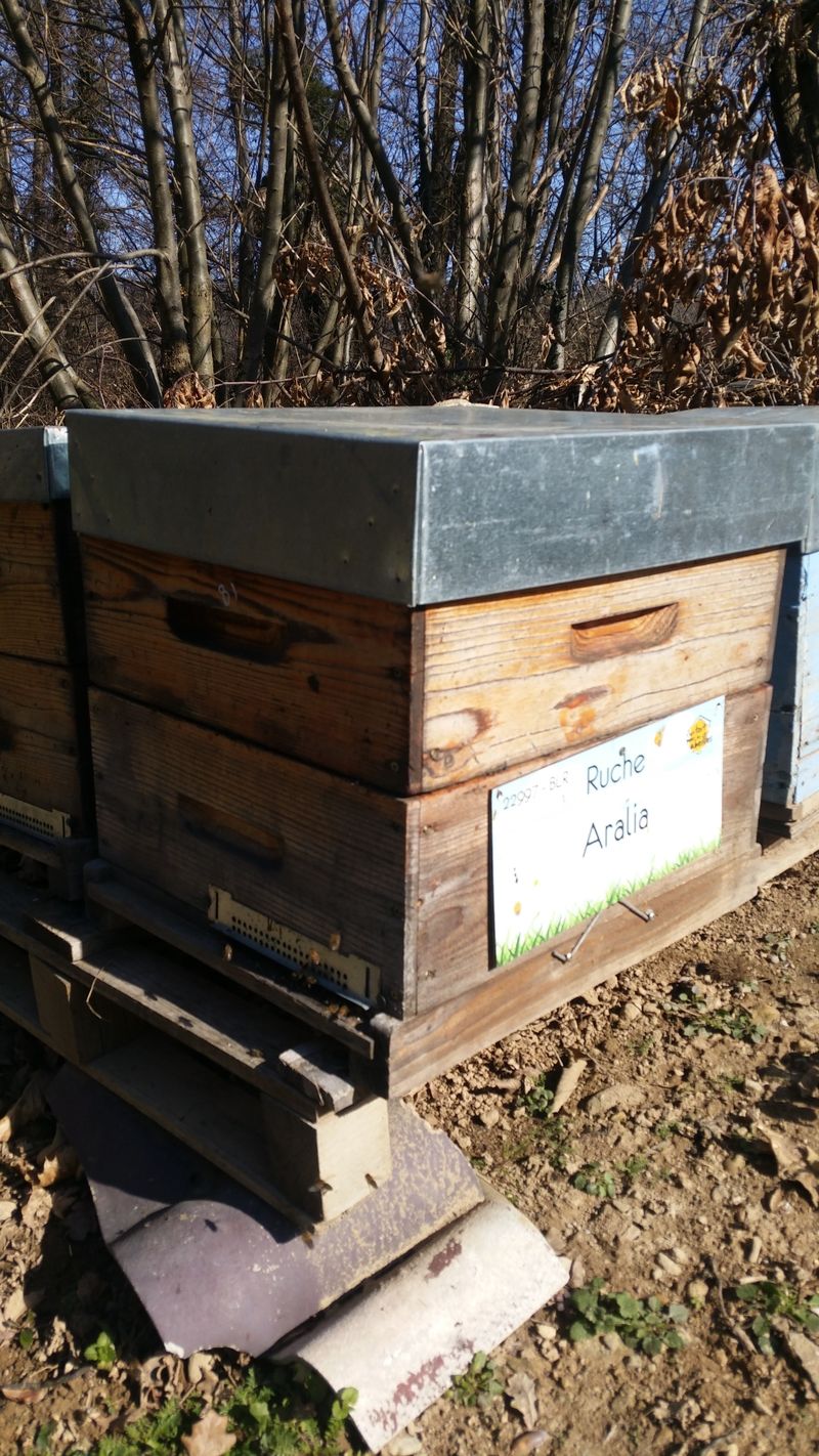 La ruche Aralia