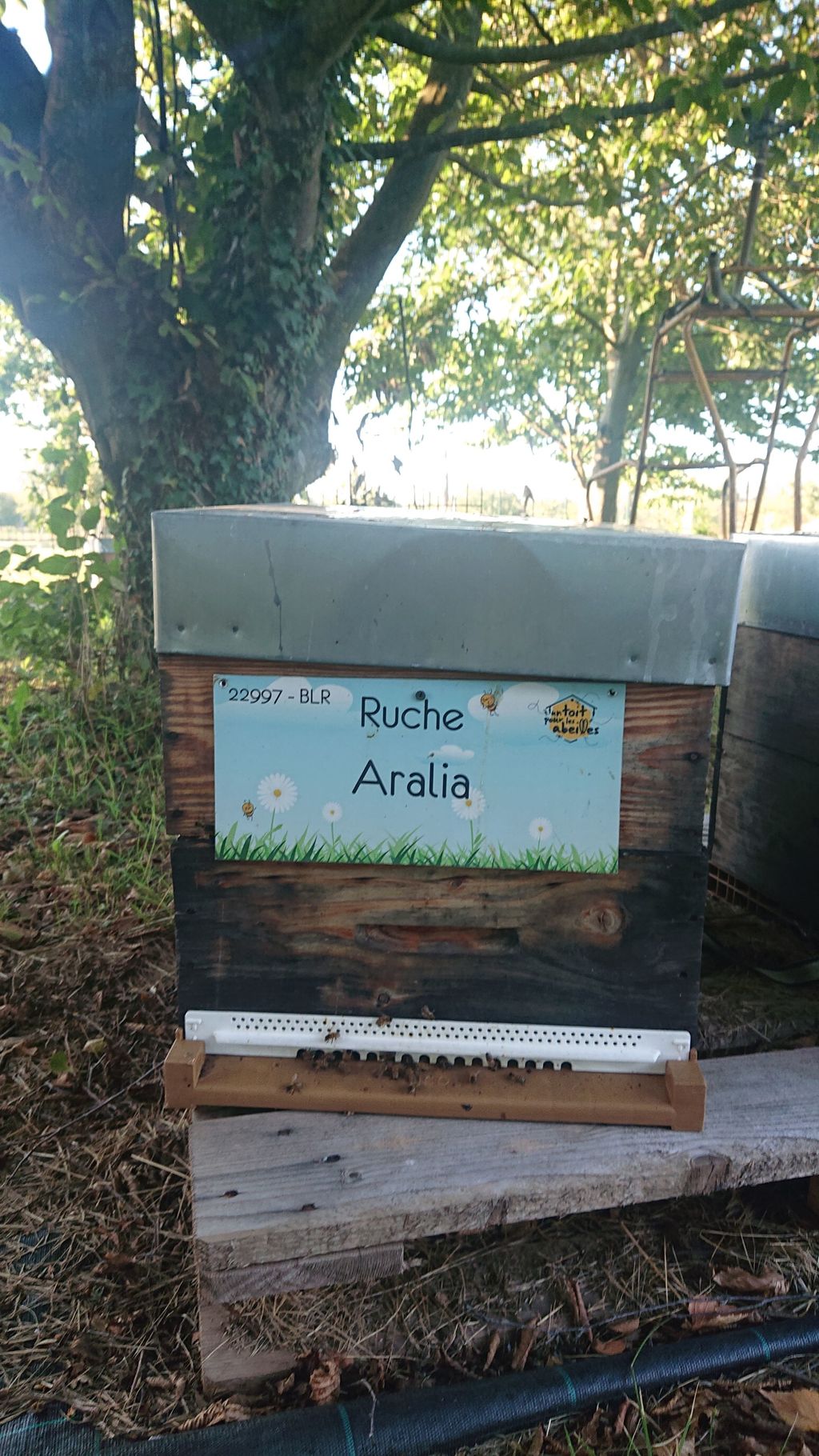 La ruche Aralia
