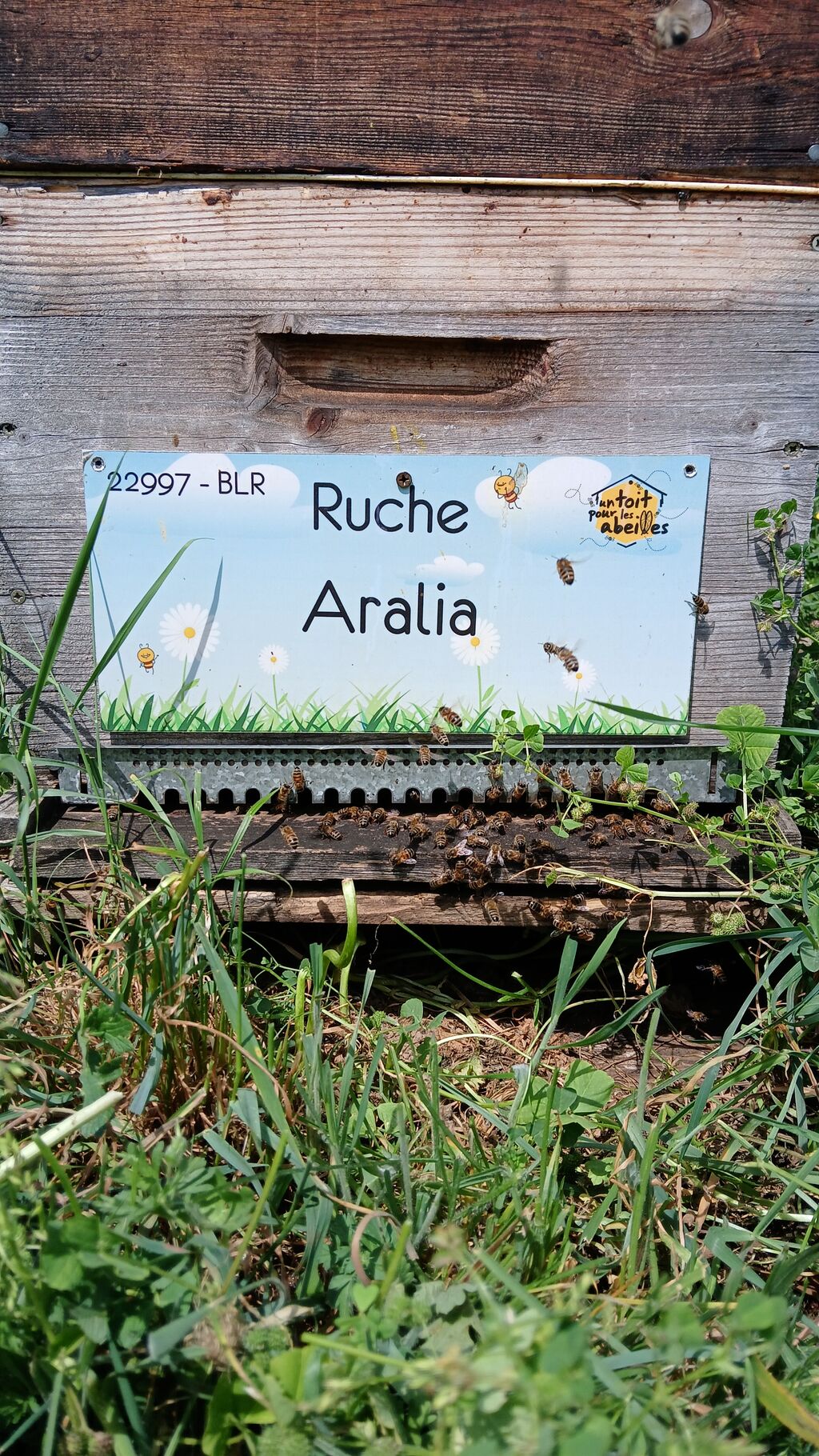 La ruche Aralia