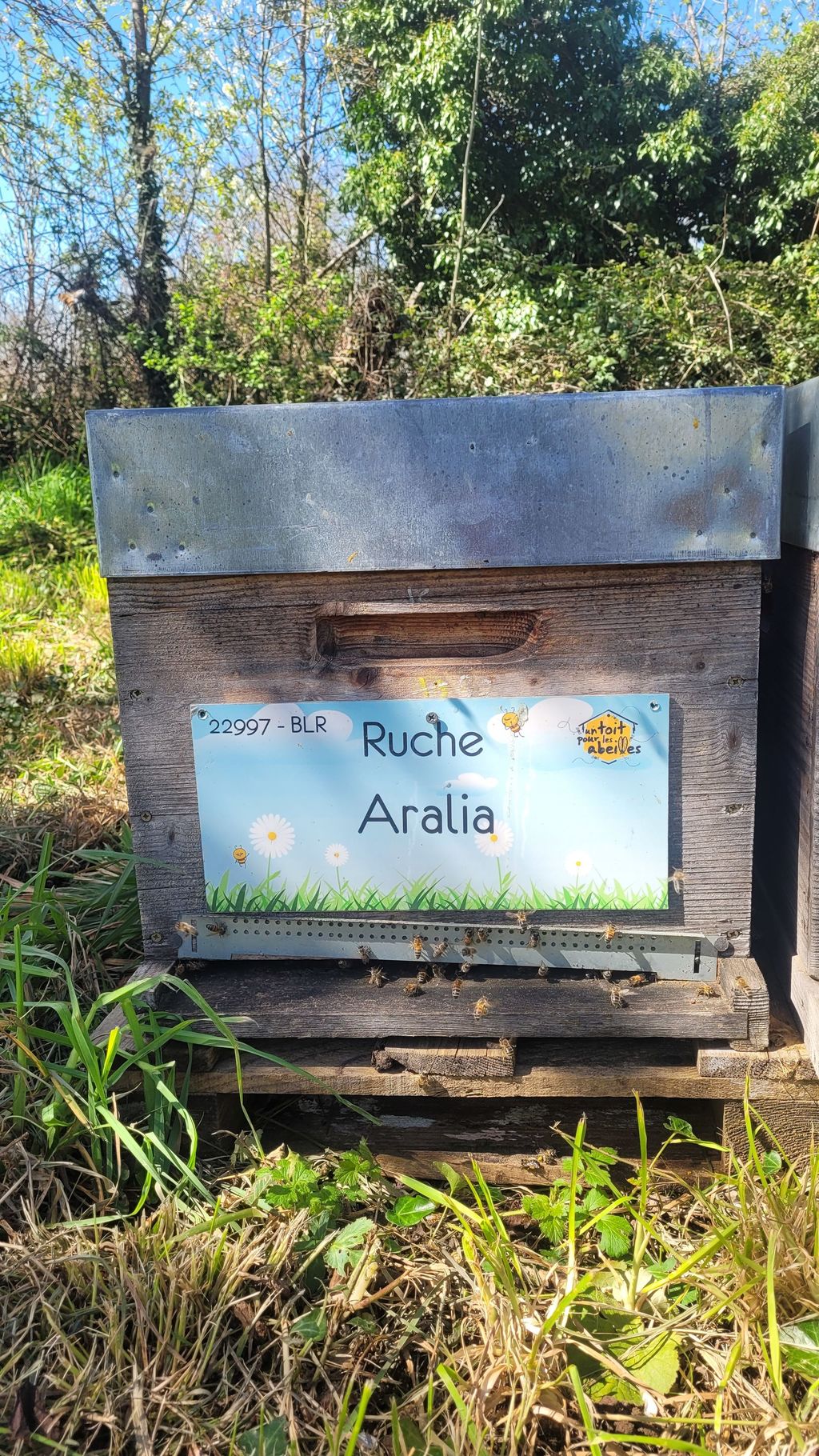 La ruche Aralia