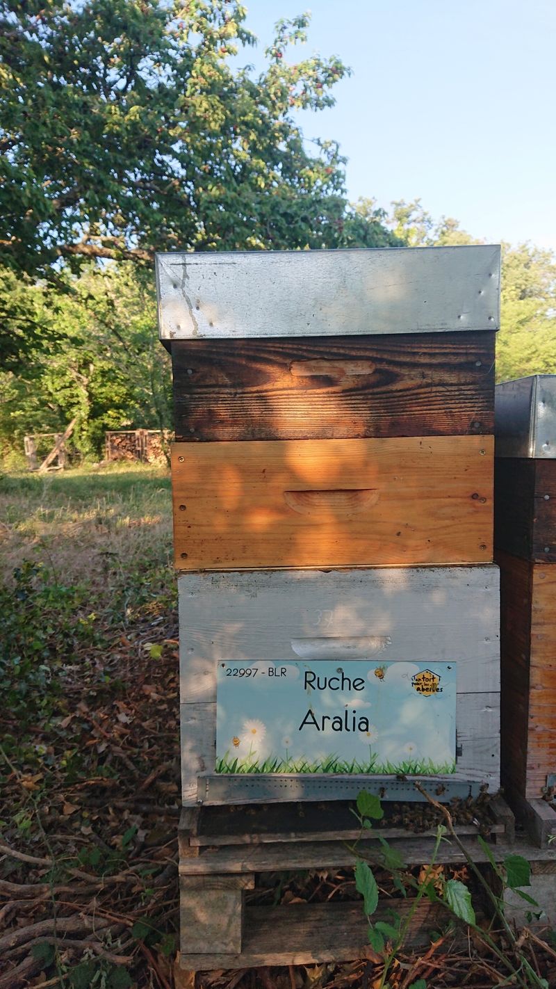 La ruche Aralia