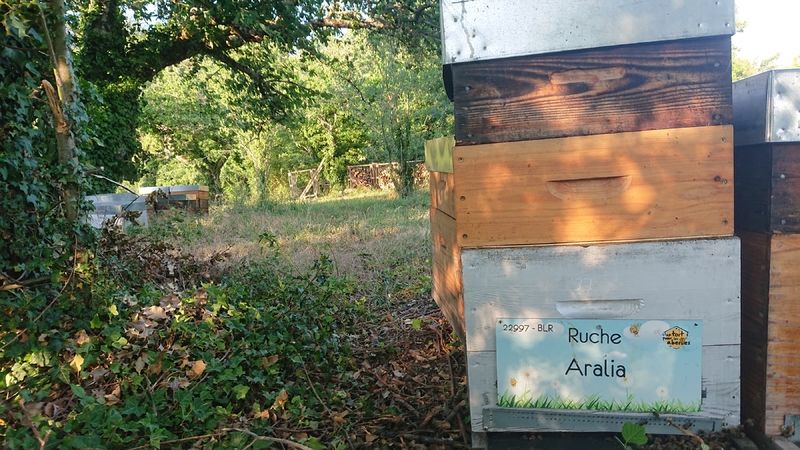 La ruche Aralia