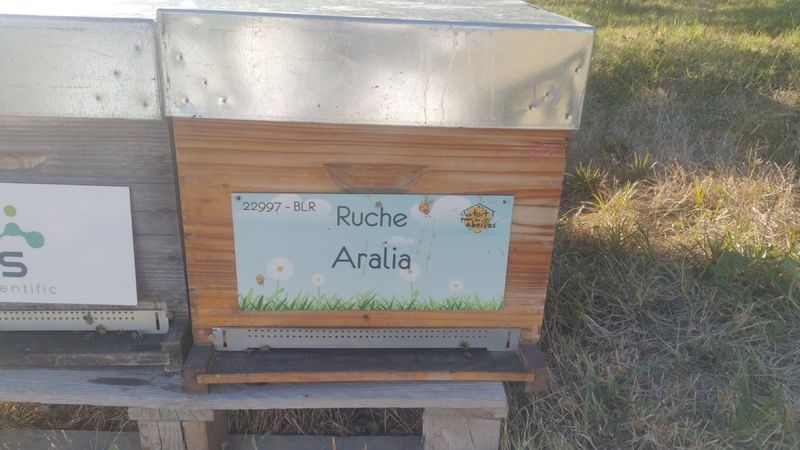 La ruche Aralia