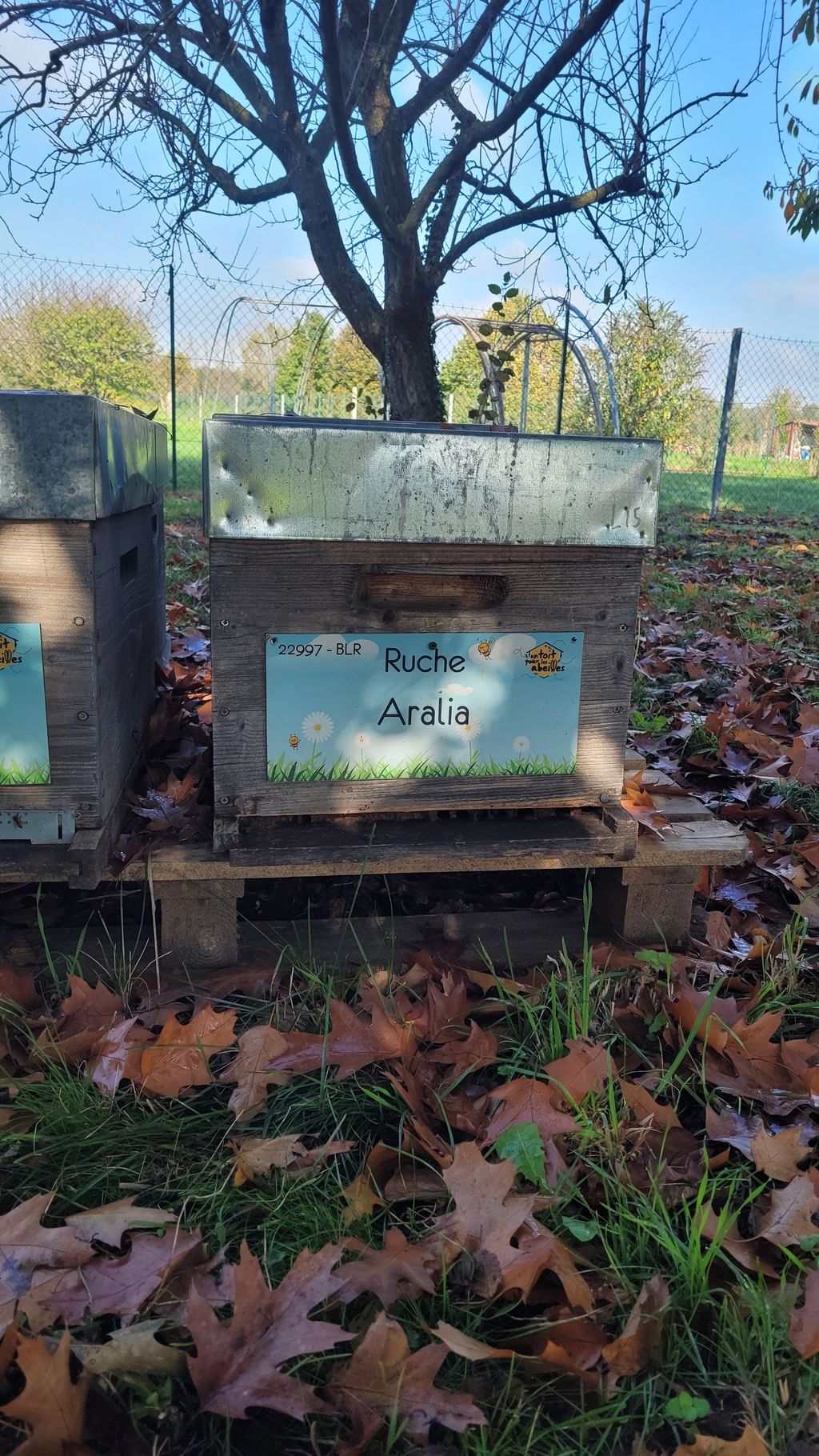 La ruche Aralia