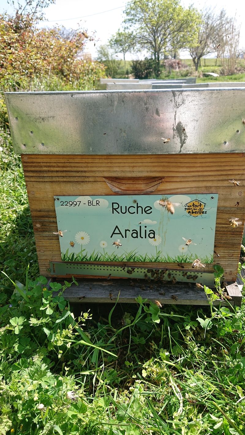La ruche Aralia