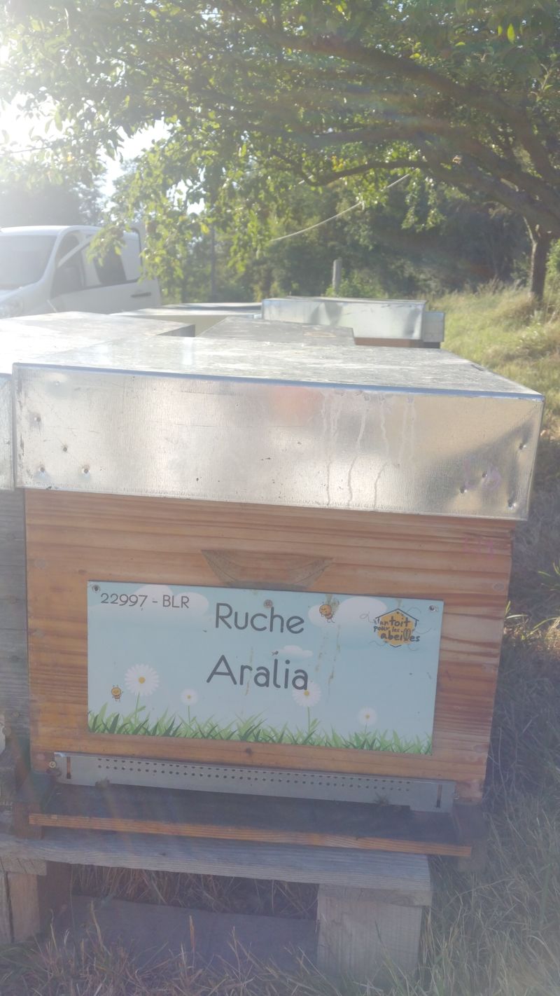 La ruche Aralia