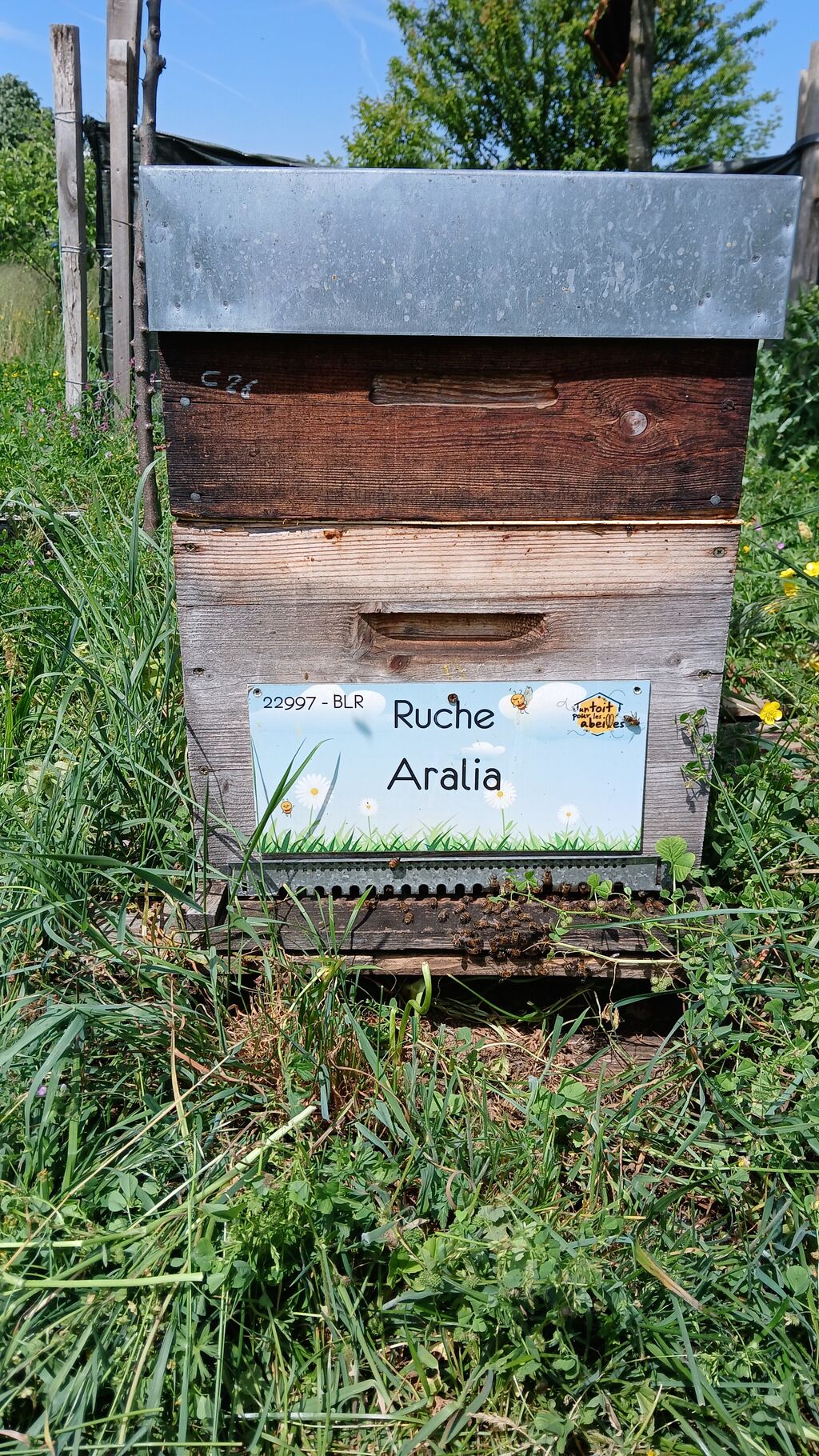 La ruche Aralia