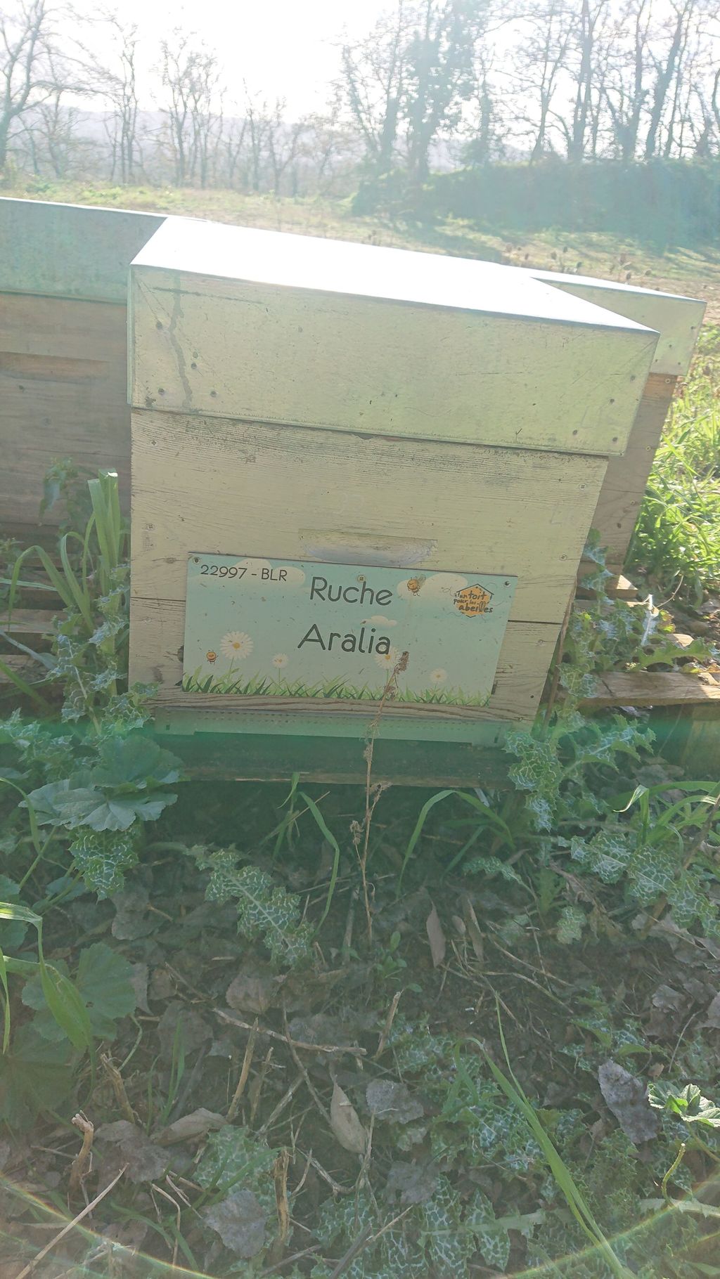 La ruche Aralia