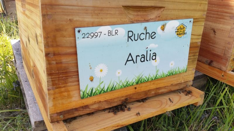La ruche Aralia