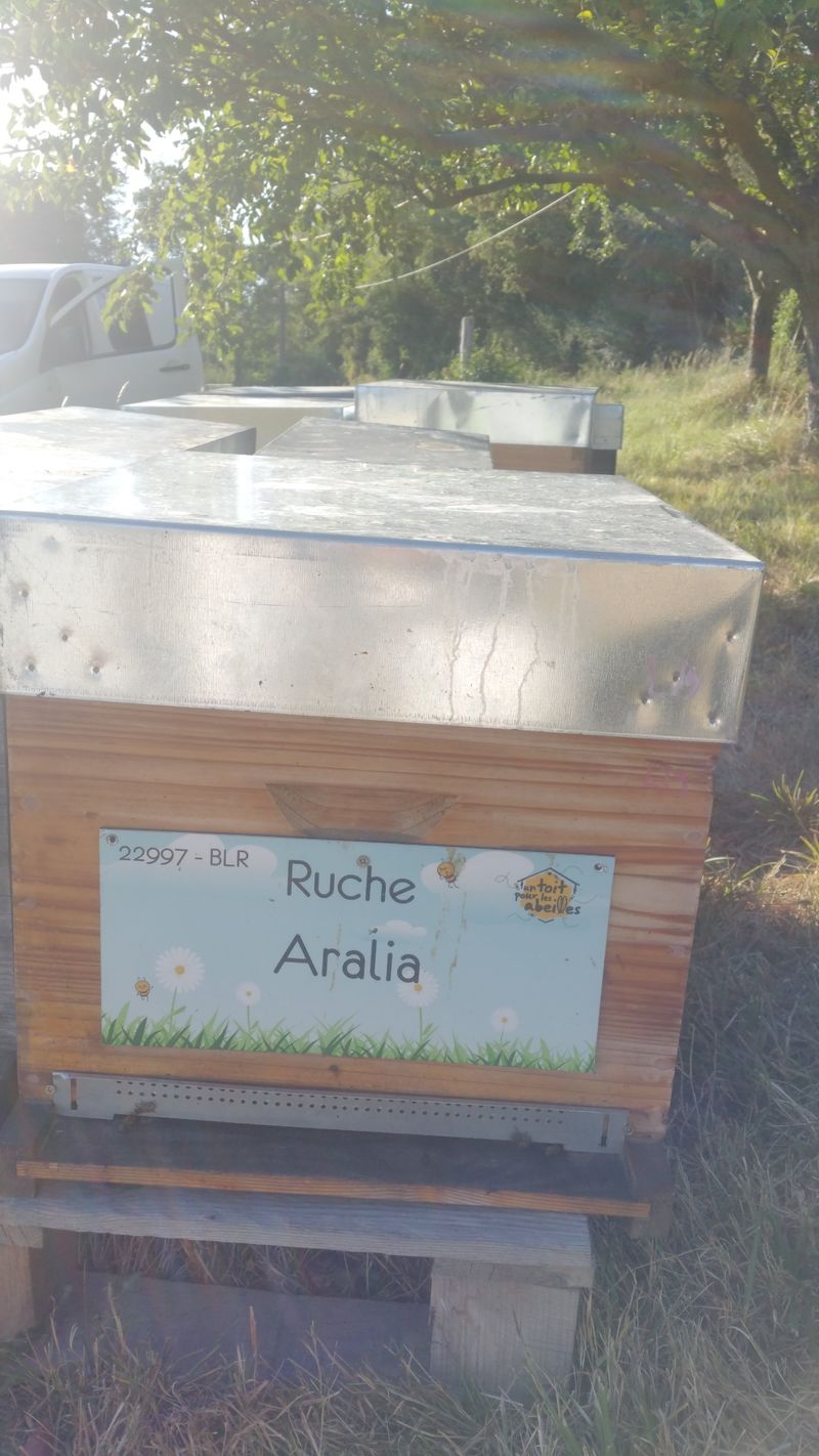 La ruche Aralia