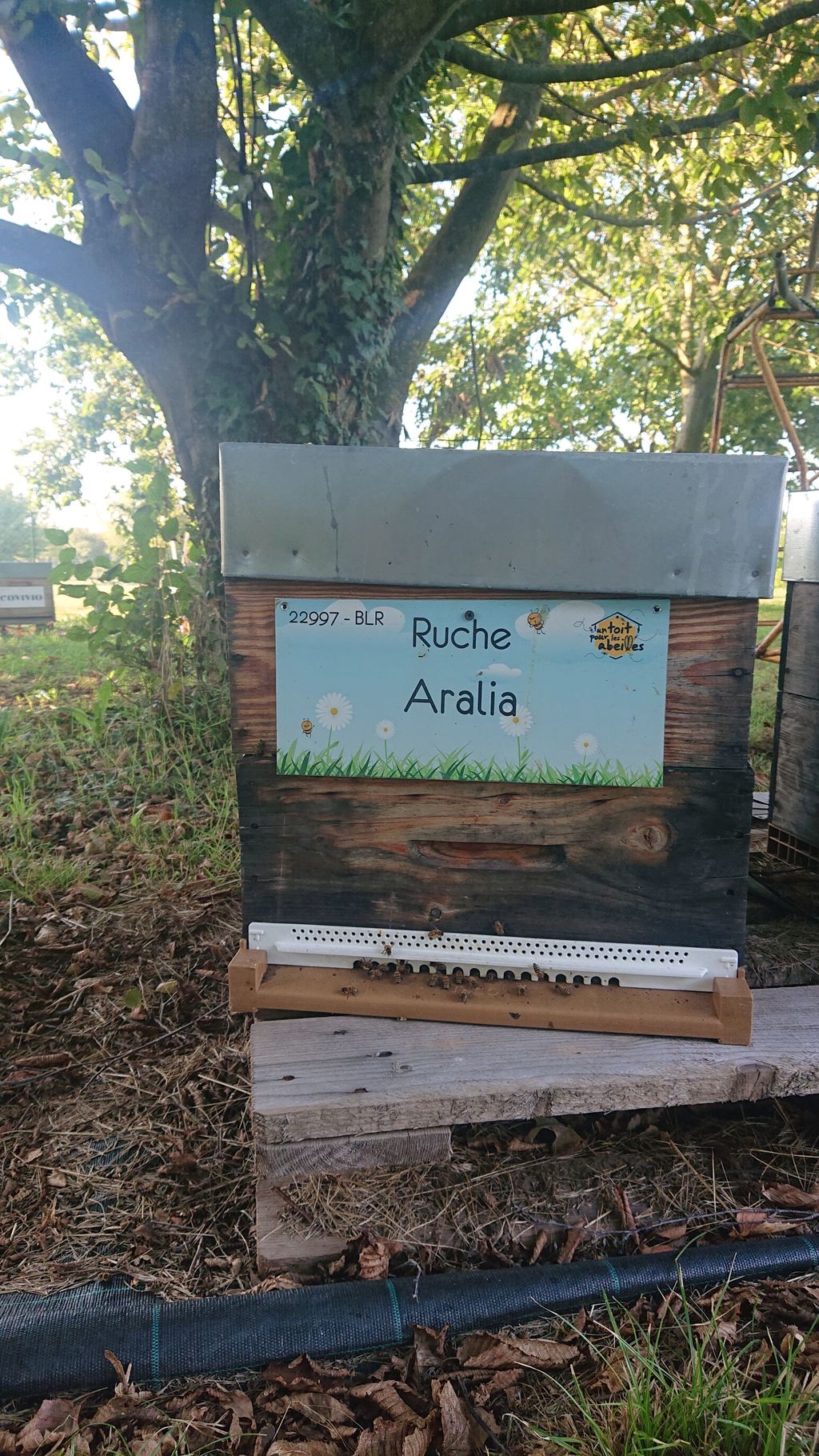 La ruche Aralia