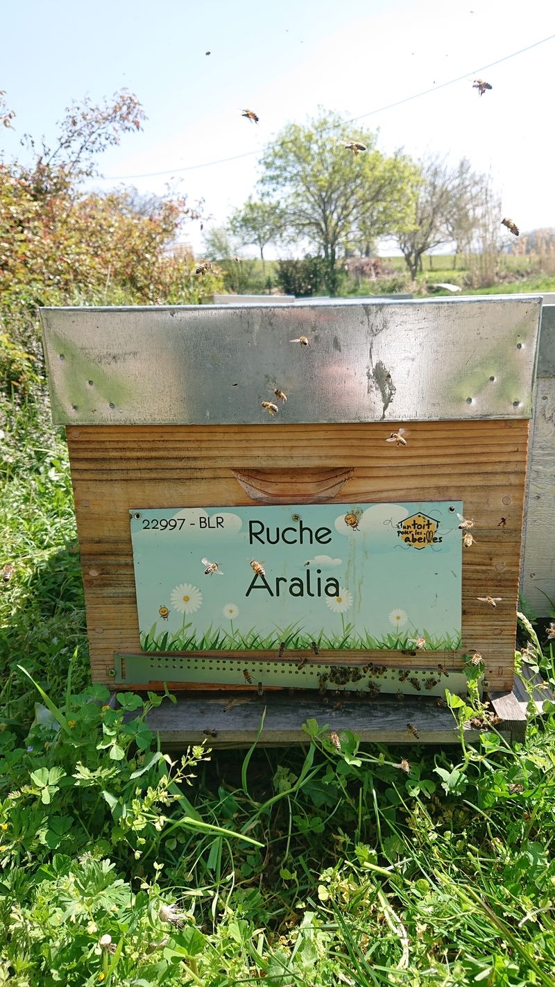 La ruche Aralia
