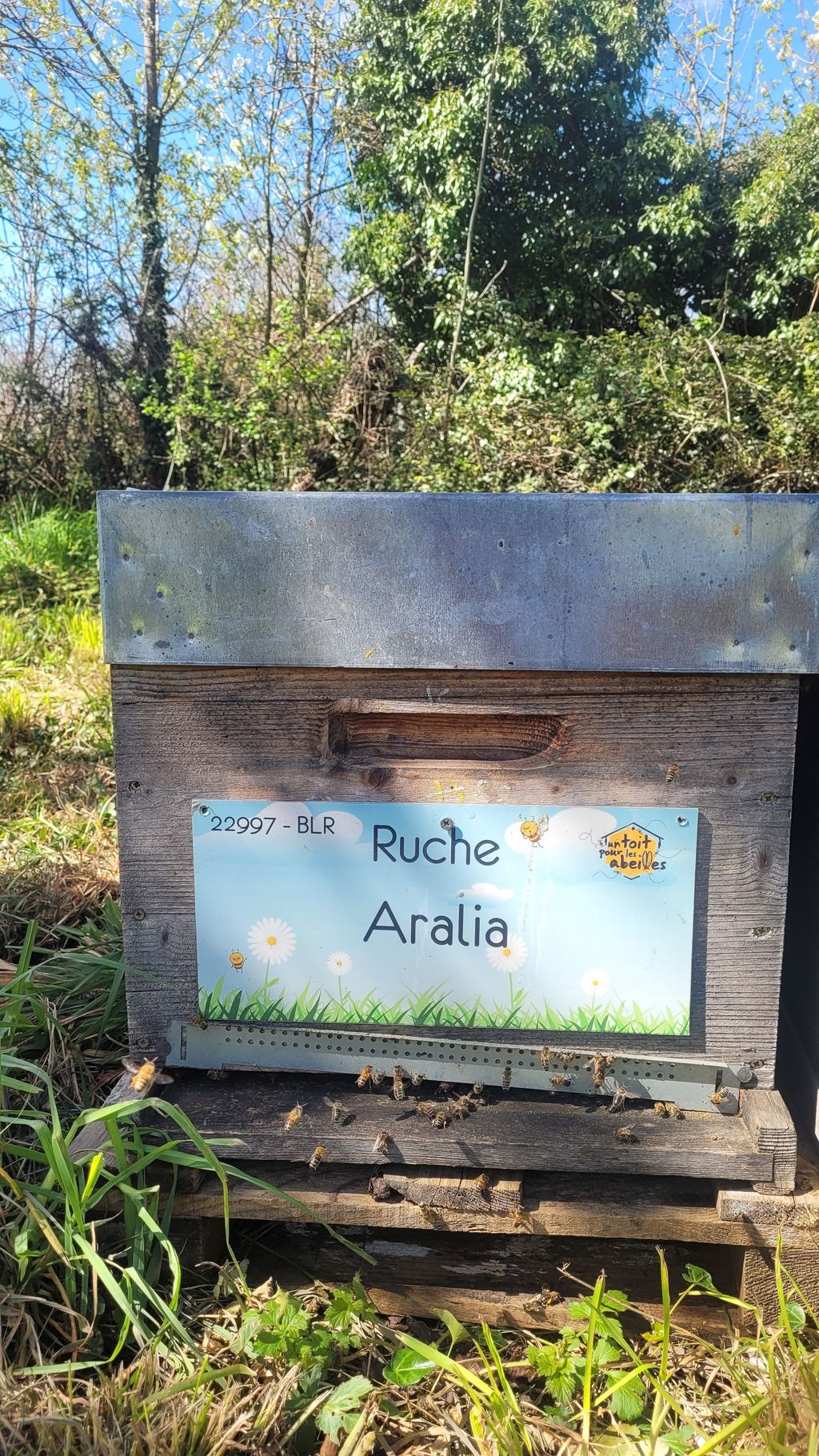 La ruche Aralia