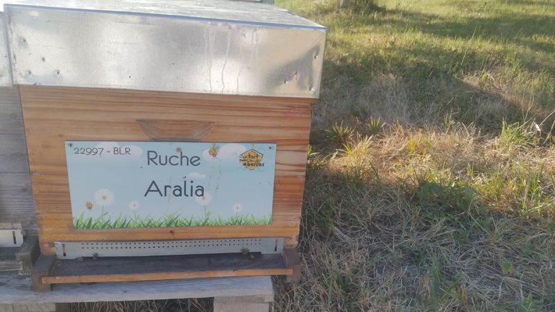 La ruche Aralia