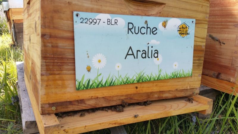 La ruche Aralia