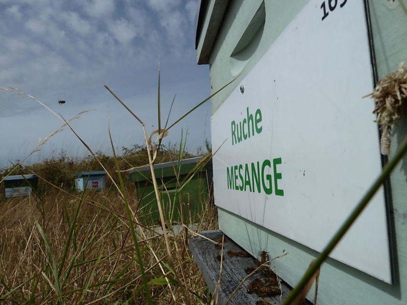 La ruche Mésange