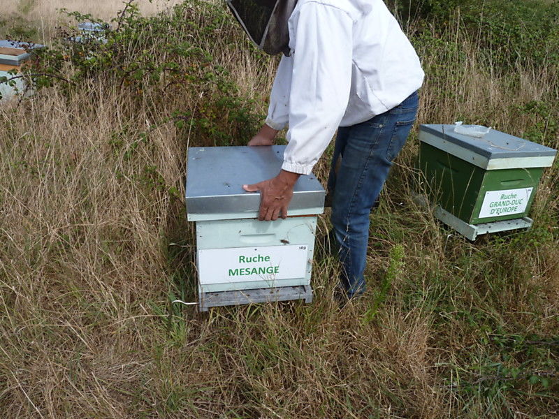La ruche Mésange