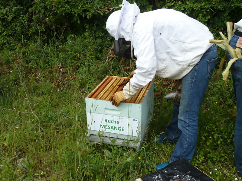 La ruche Mésange