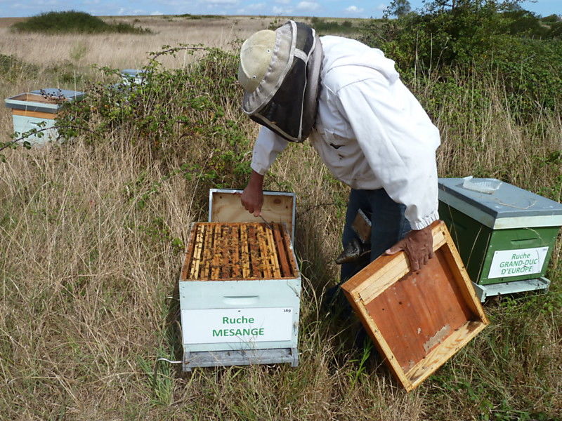 La ruche Mésange