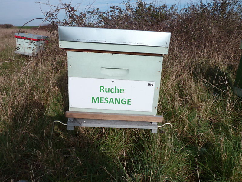 La ruche Mésange